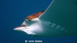 These young eagle rays let us get so close to them for we... by Jace Green 